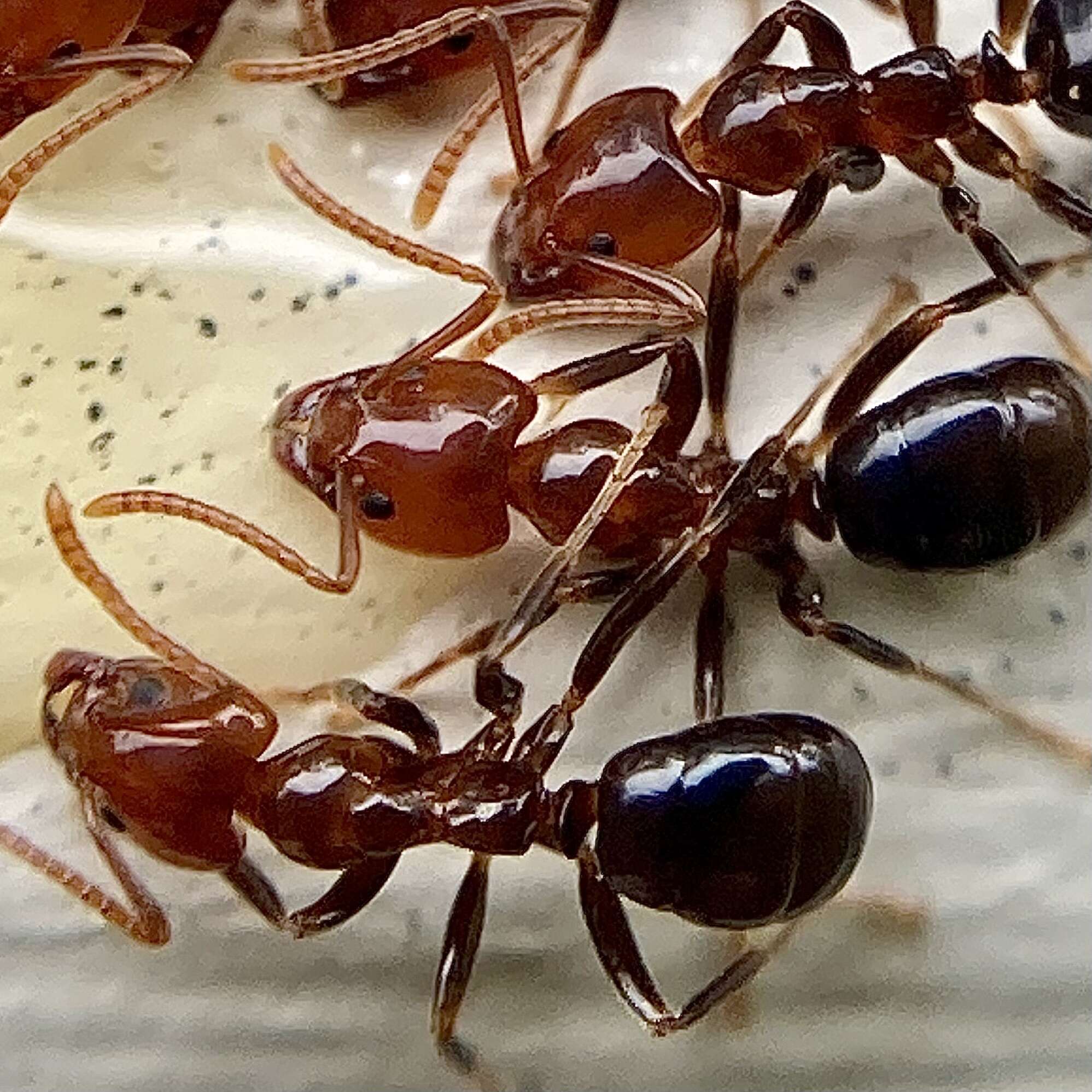 Image of Papyrius nitidus (Mayr 1862)