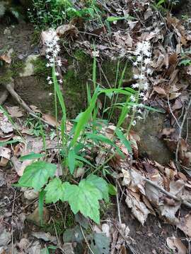 Image of heartleaf foamflower