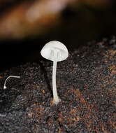 Image of Hemimycena lactea (Pers.) Singer 1938