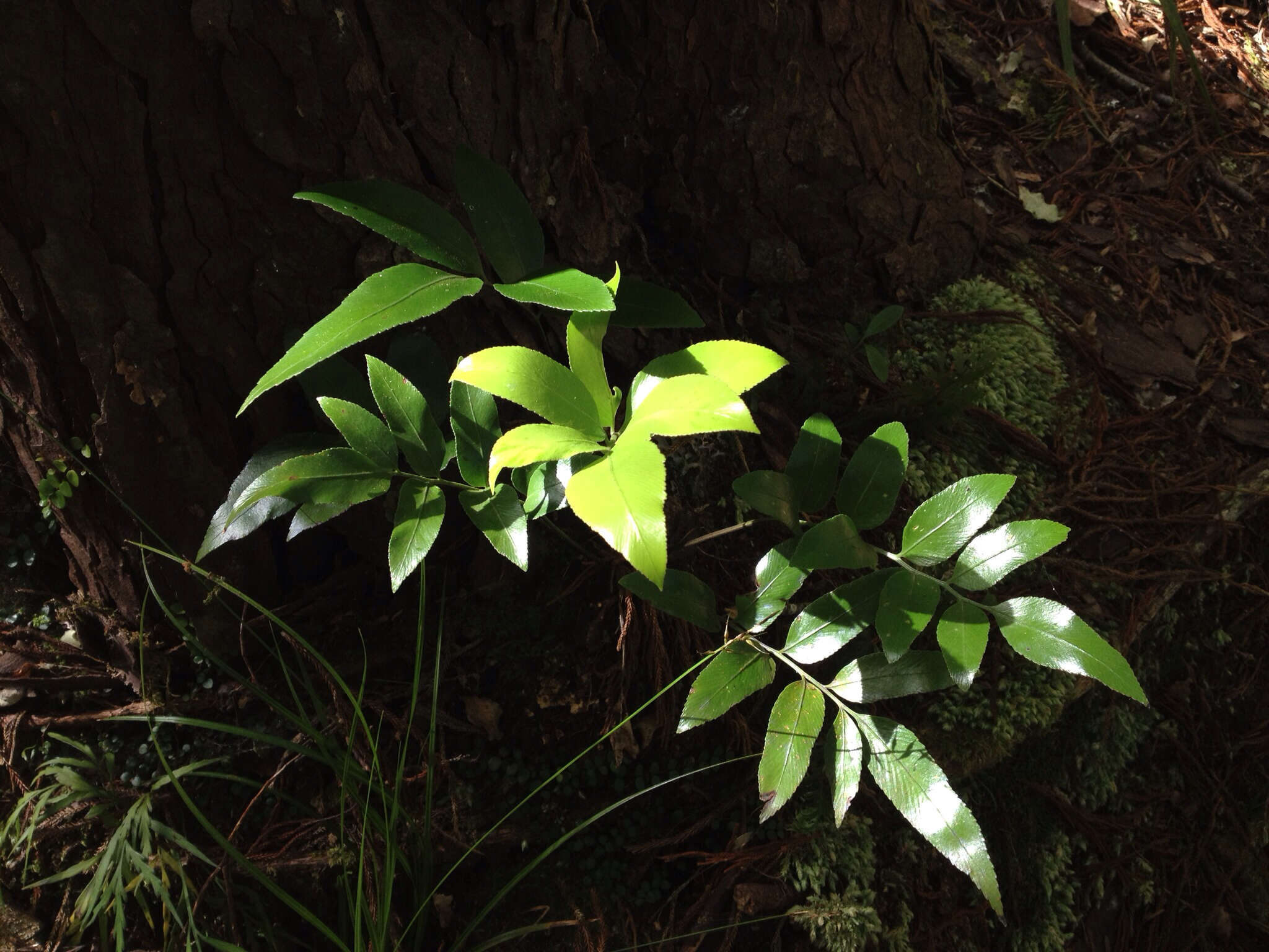 Image of Asplenium oblongifolium Col.