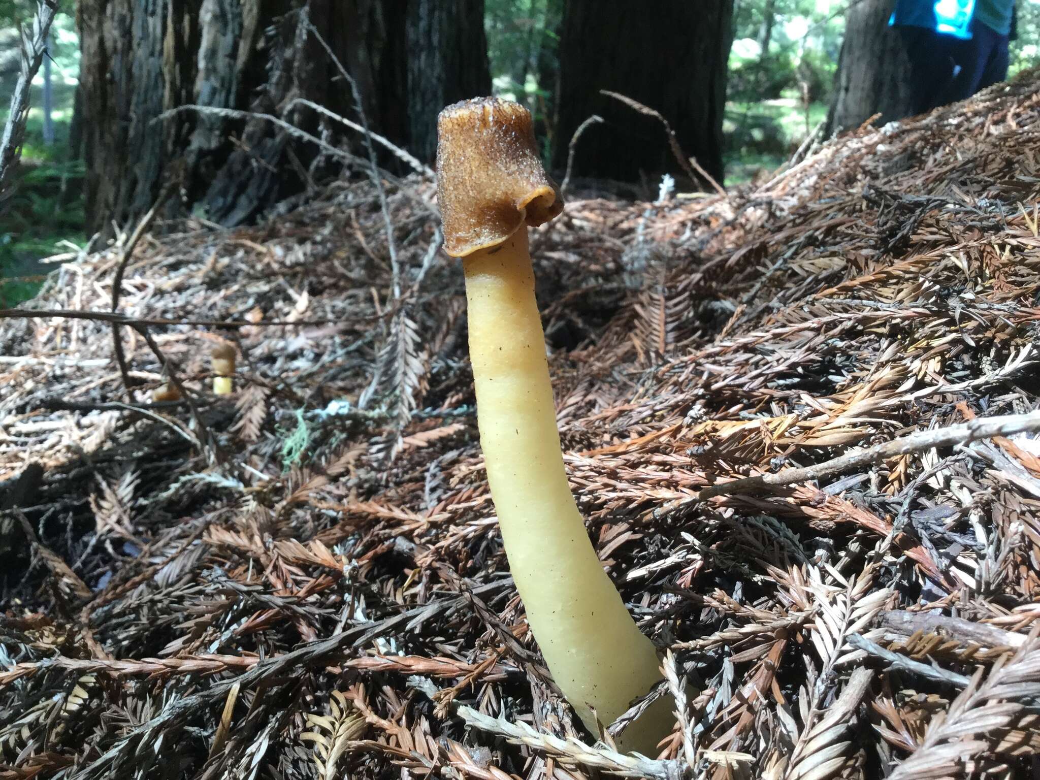 Image of Thimble morel