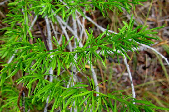 Image of Cwebe asparagus fern