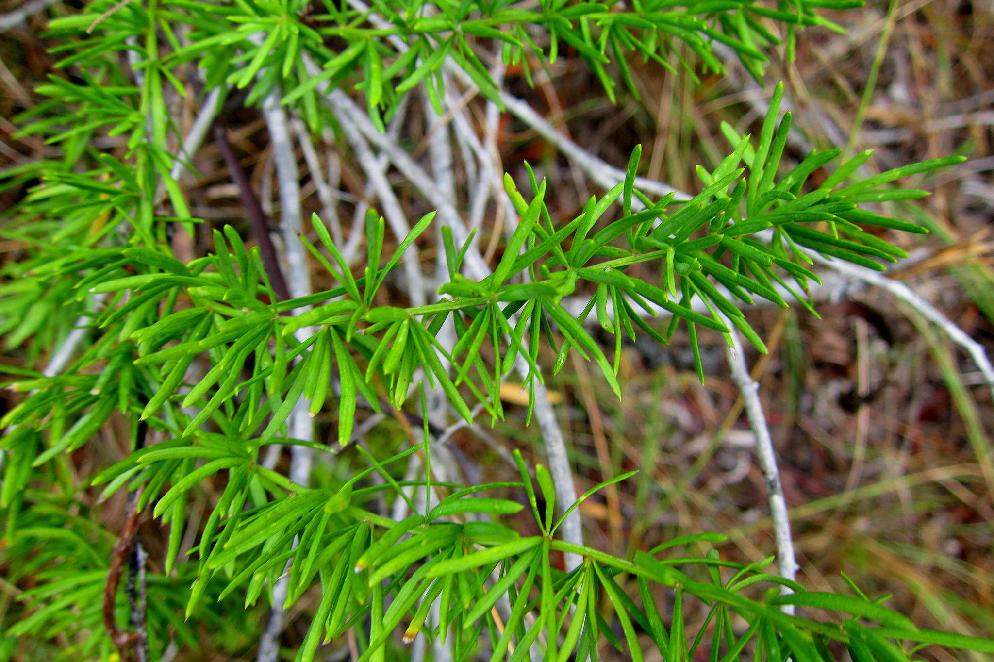 Image de Asparagus densiflorus (Kunth) Jessop