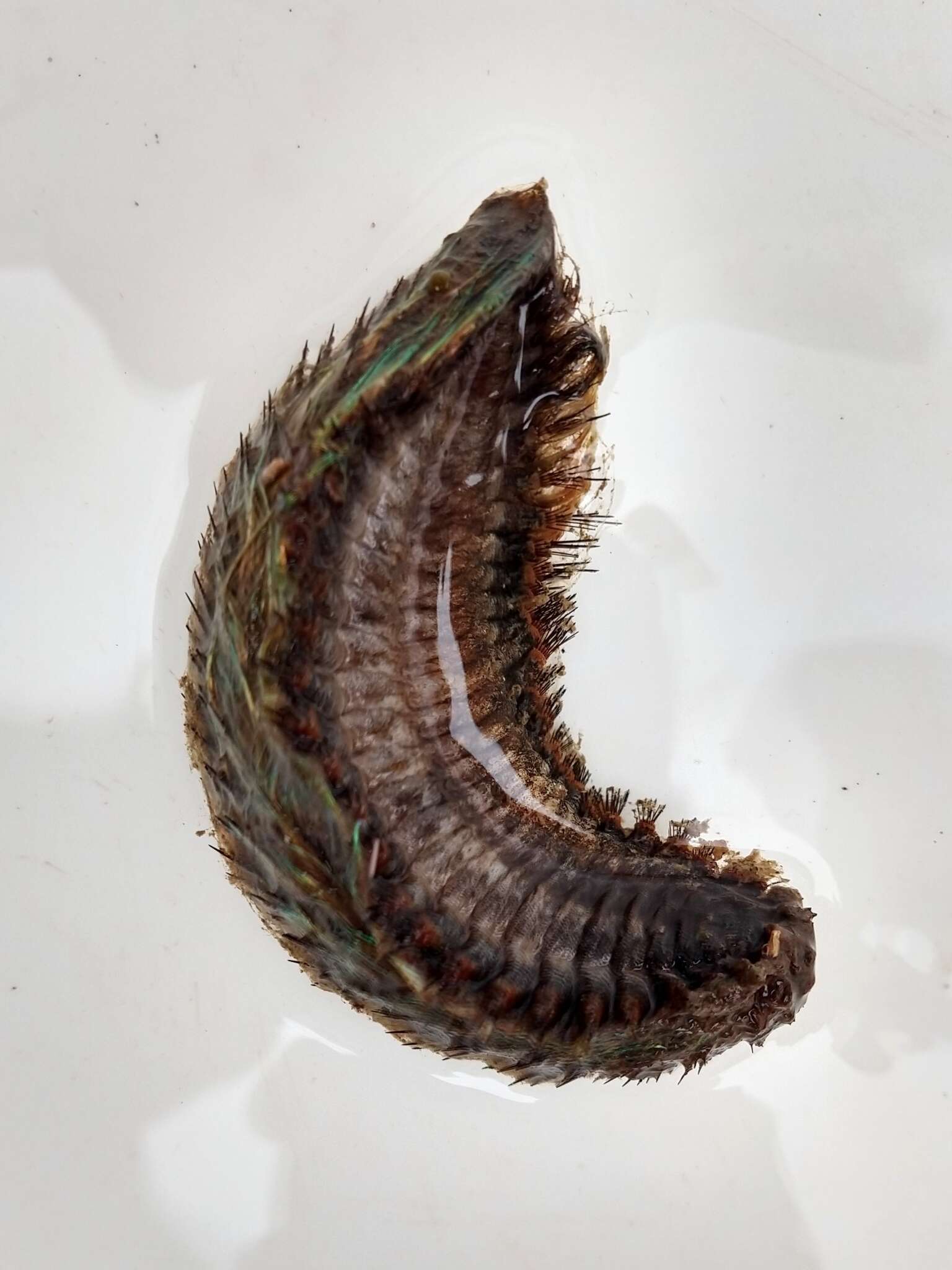 Image of Sea mouse