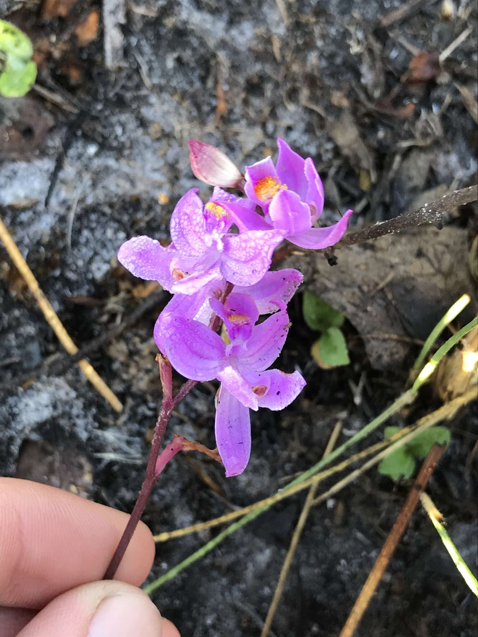 Calopogon multiflorus Lindl.的圖片