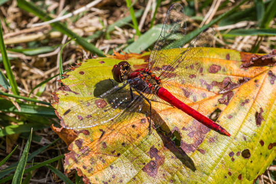 Image of Sympetrum darwinianum (Selys 1883)