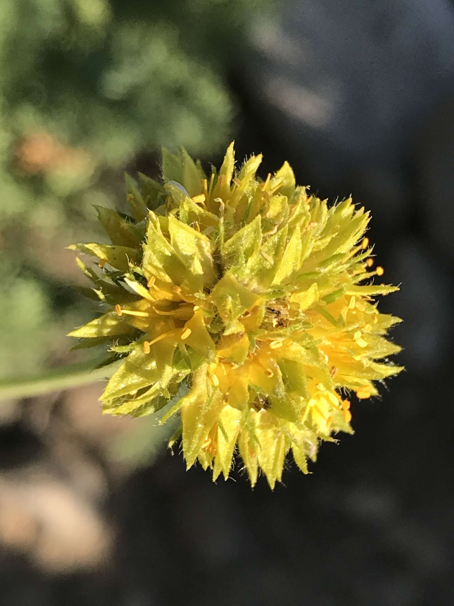 Image de Ivesia gordonii (Hook.) Torr. & Gray