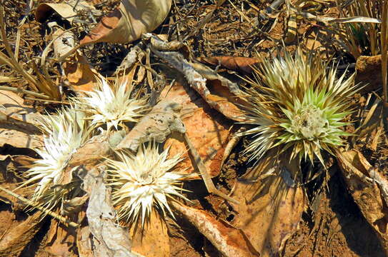 Image of Macledium plantaginifolium (O. Hoffm.) S. Ortiz