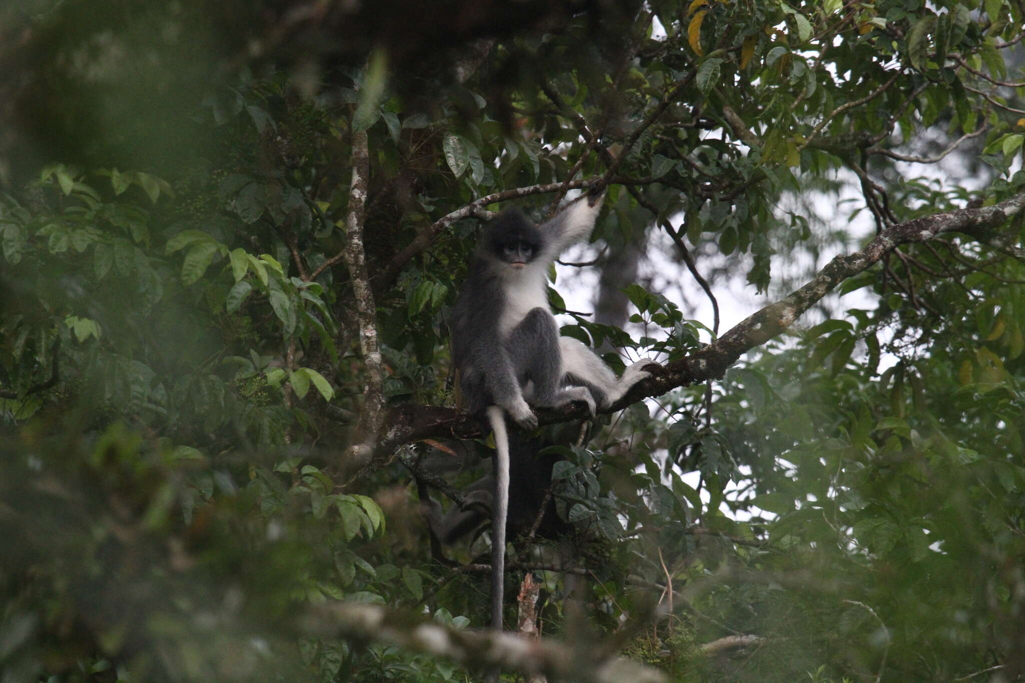 Image of Grizzled Leaf Monkey