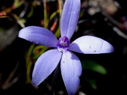 Image of Caladenia sericea Lindl.