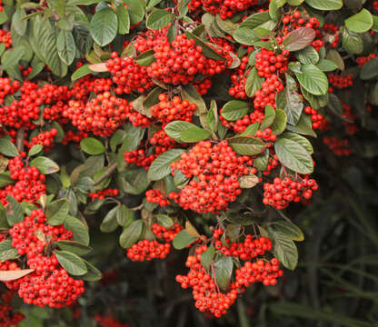 Image of Cotoneaster coriaceus Franch.