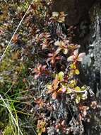 Слика од Rhododendron redowskianum Maxim.