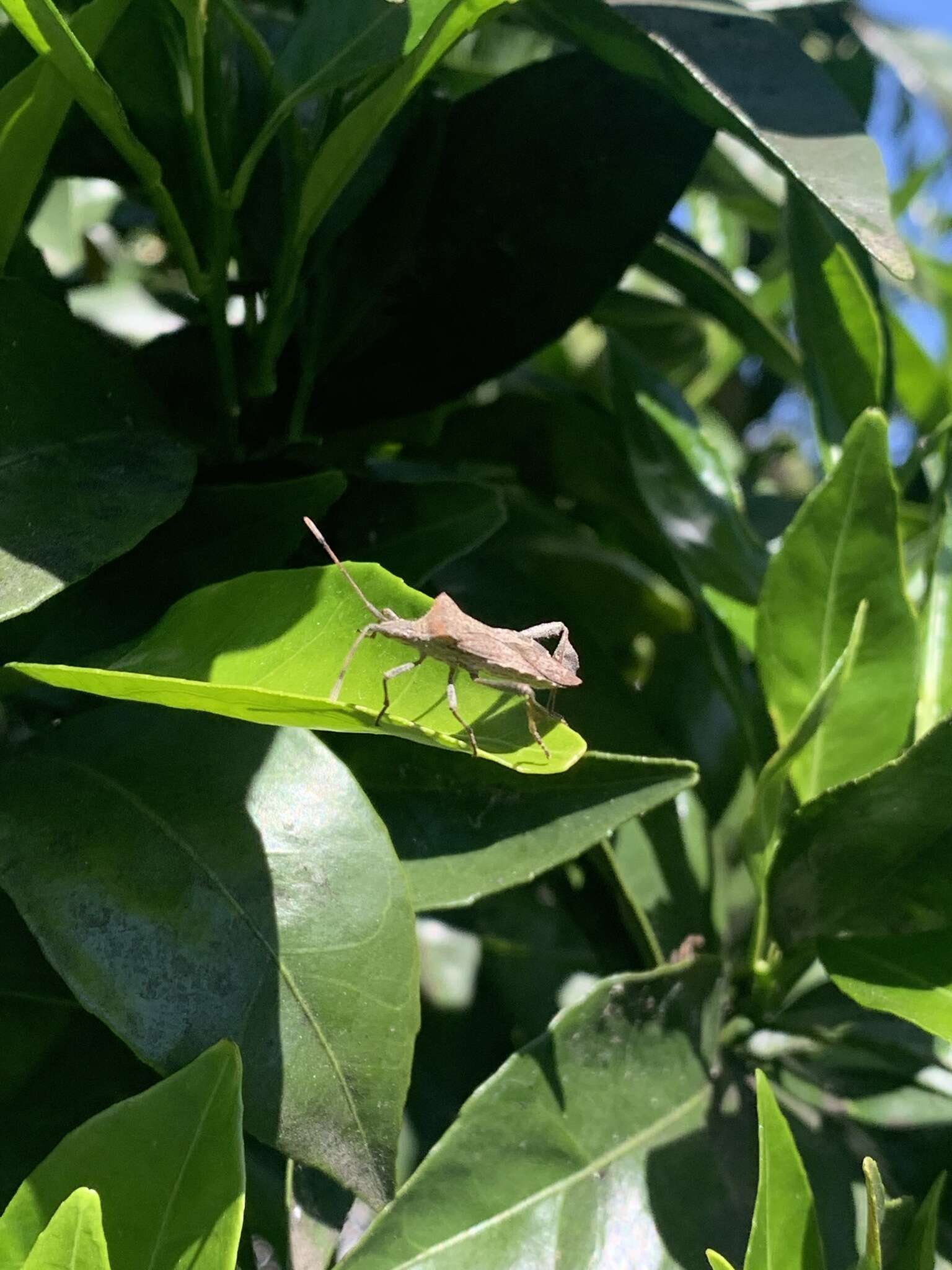 Image of Leaf-footed bug