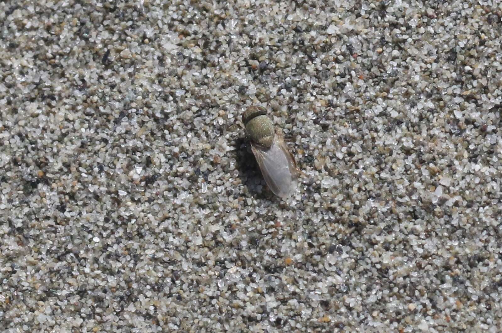 Image of Shore fly