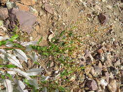 Image of Spinoliva ilicifolia (Hook. & Arn.) G. Sancho