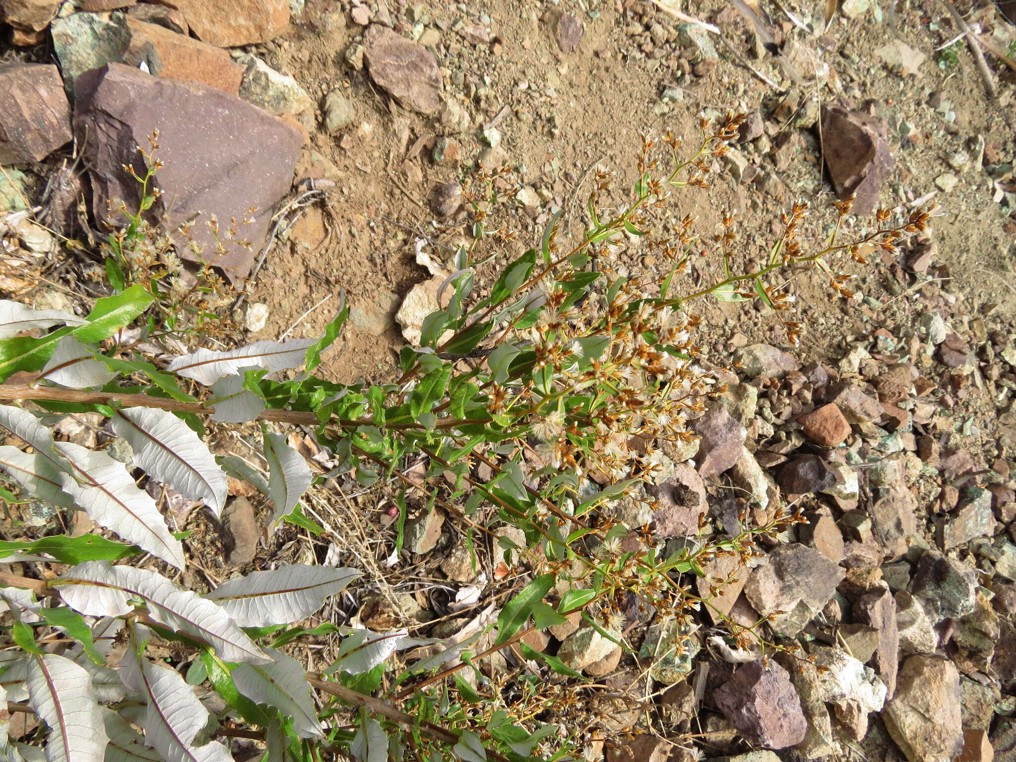 Imagem de Spinoliva ilicifolia (Hook. & Arn.) G. Sancho