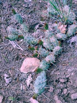 Opuntia × debreczyi resmi