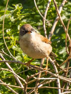 Image of Curruca conspicillata orbitalis (Wahlberg 1854)