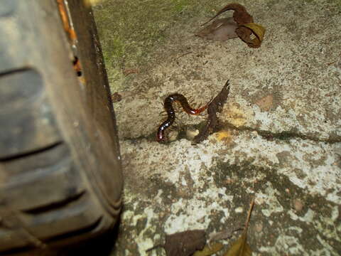 Image of African Longtail Centipede