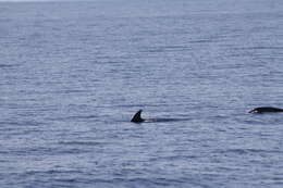 Image of Blue-white Dolphin