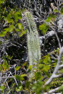 Plancia ëd Pilosocereus polygonus (Lam.) Byles & G. D. Rowley