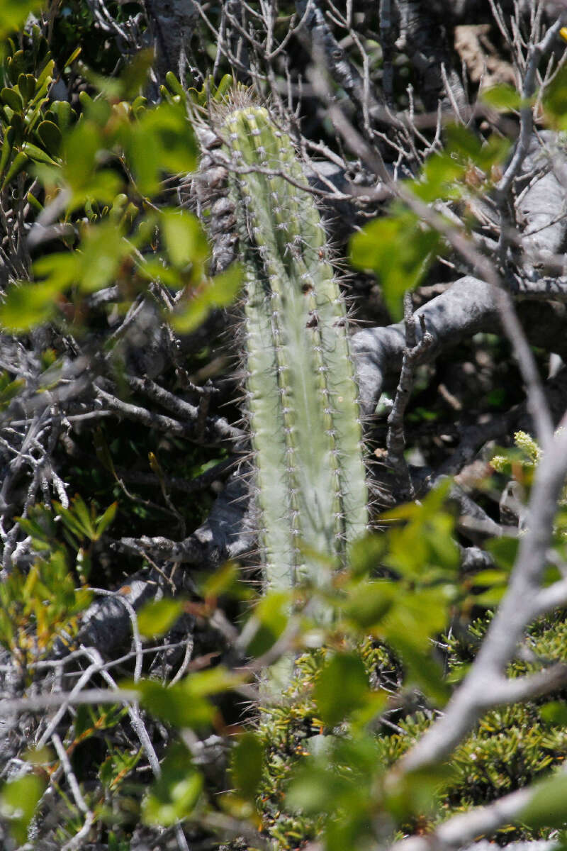 Plancia ëd Pilosocereus polygonus (Lam.) Byles & G. D. Rowley