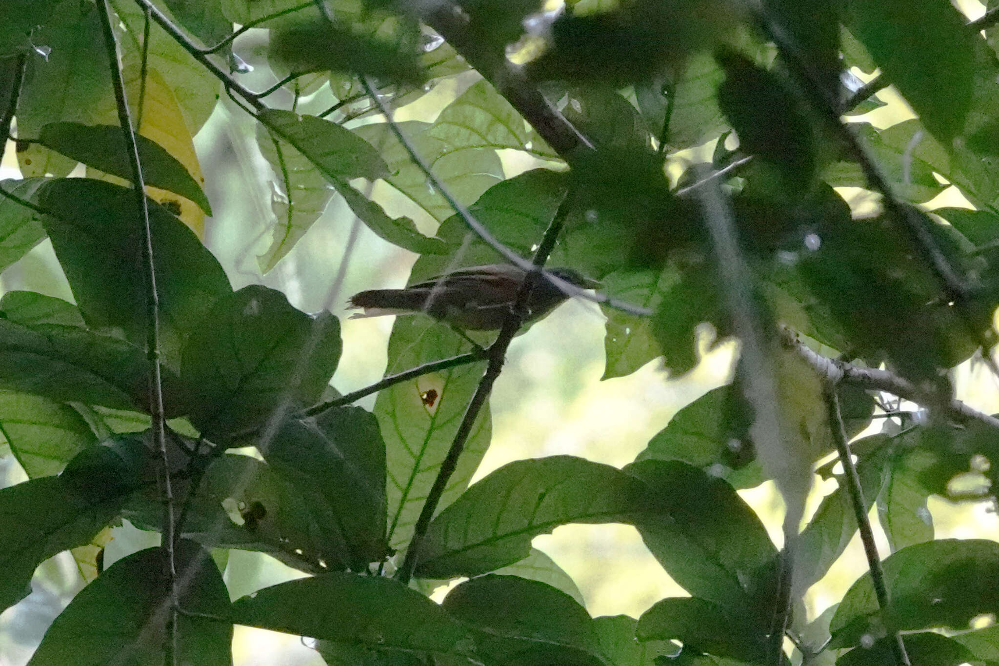 Image of Waigeo Shrikethrush