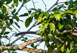 Image of Black-mantled tamarin