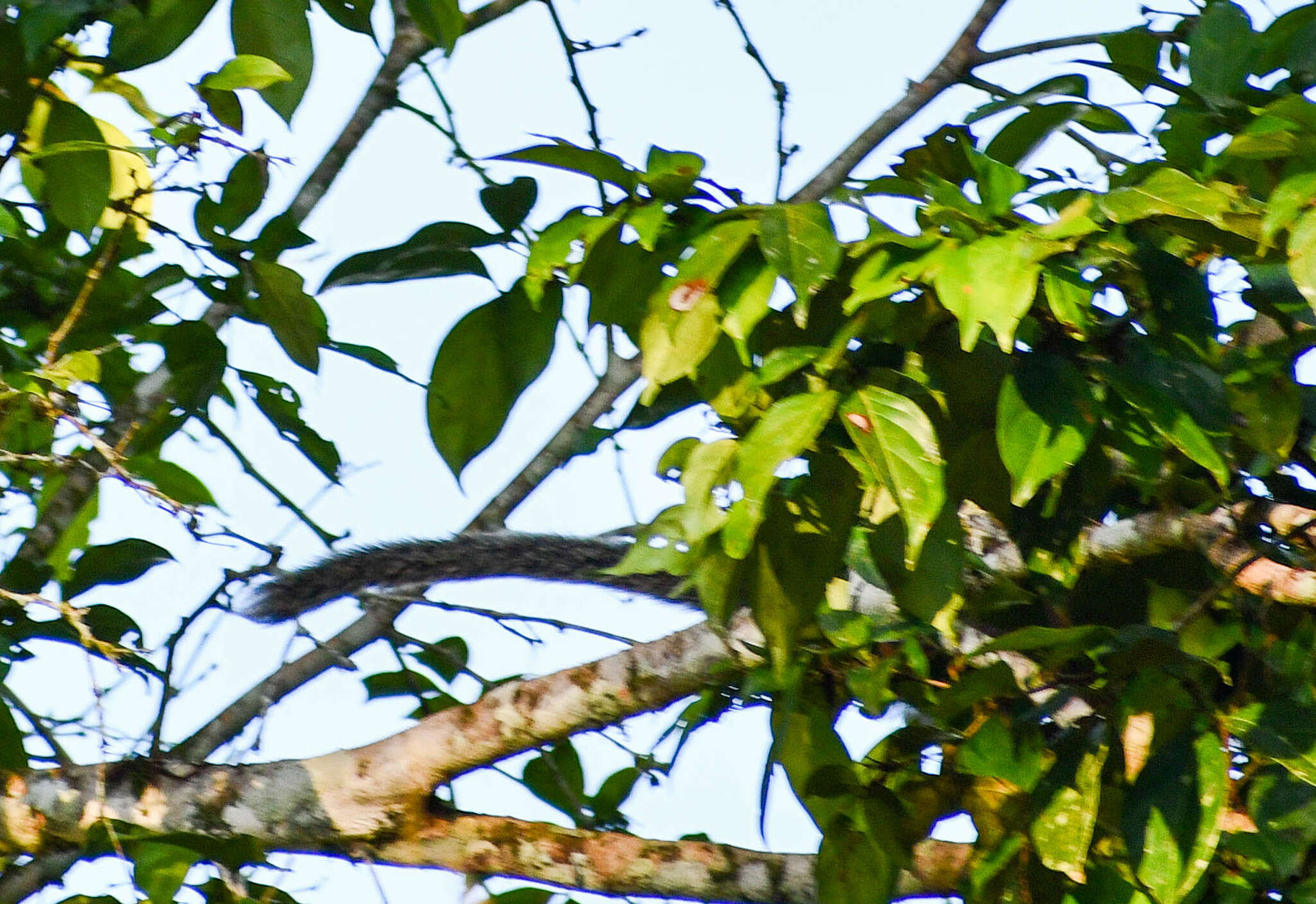 Image of Black-mantled tamarin