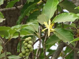 Imagem de Magnolia champaca (L.) Baill. ex Pierre