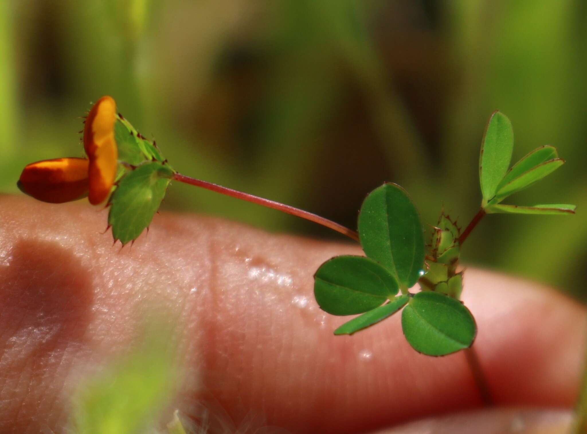 Imagem de Geissaspis cristata var. tenella