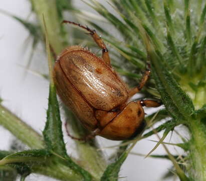 Image of Cyclocephala signaticollis Burmeister 1847