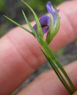 Image of Psoralea trullata C. H. Stirt.