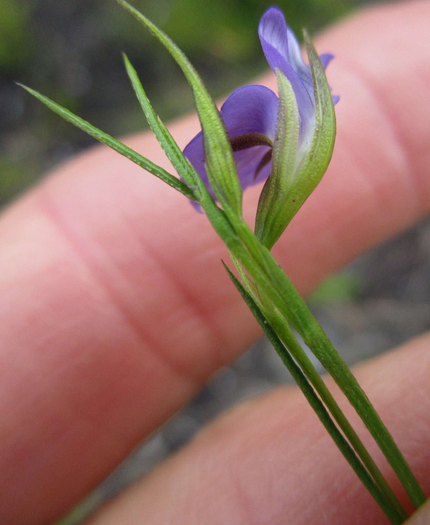 Image of Psoralea trullata C. H. Stirt.