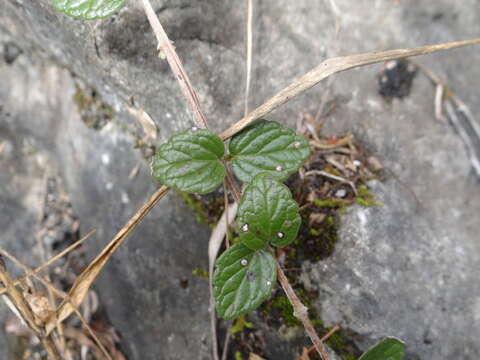 Scutellaria indica var. indica的圖片