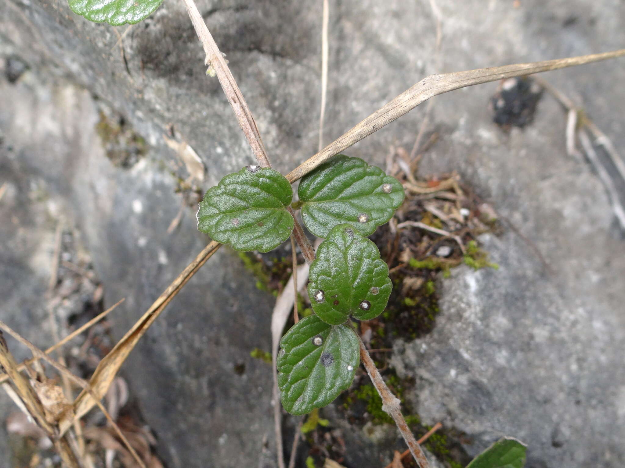 Sivun Scutellaria indica var. indica kuva