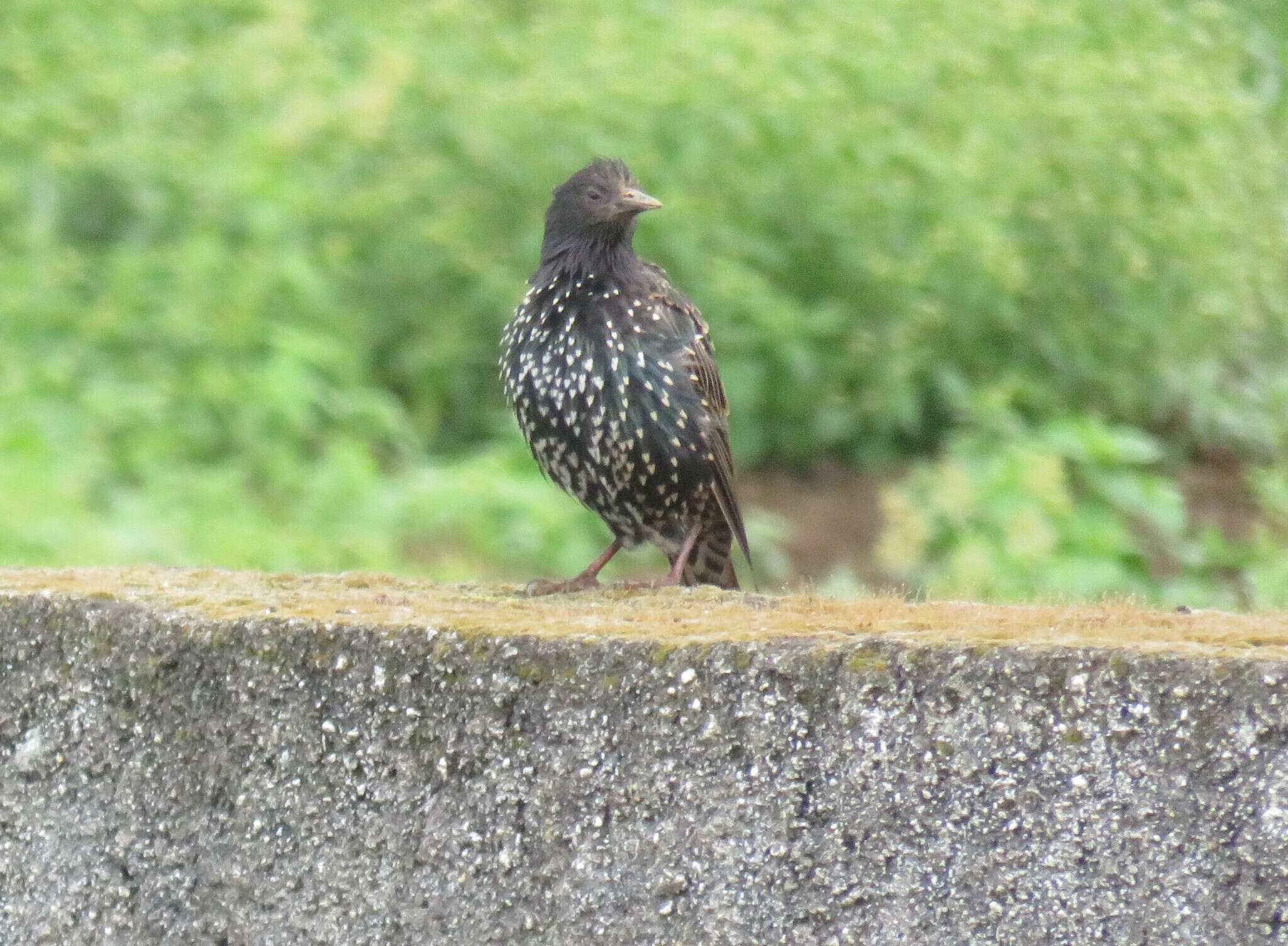 Image of Sturnus vulgaris granti Hartert 1903