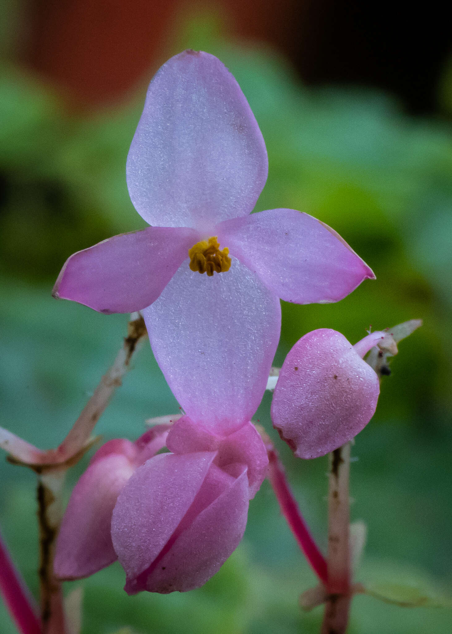 Image of Begonia crenata Dryand.