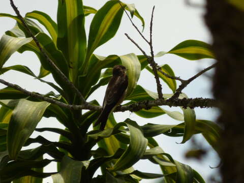 صورة Stelgidopteryx Baird & SF 1858