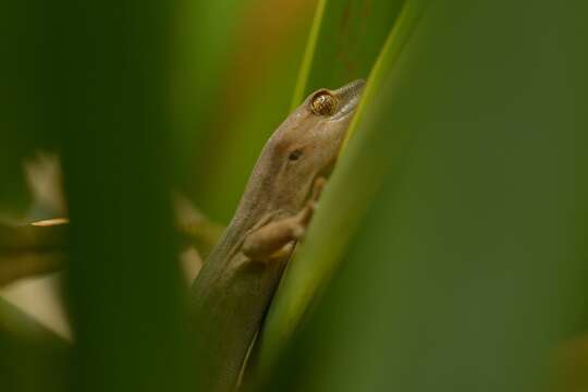 Image of Gold-striped Gecko