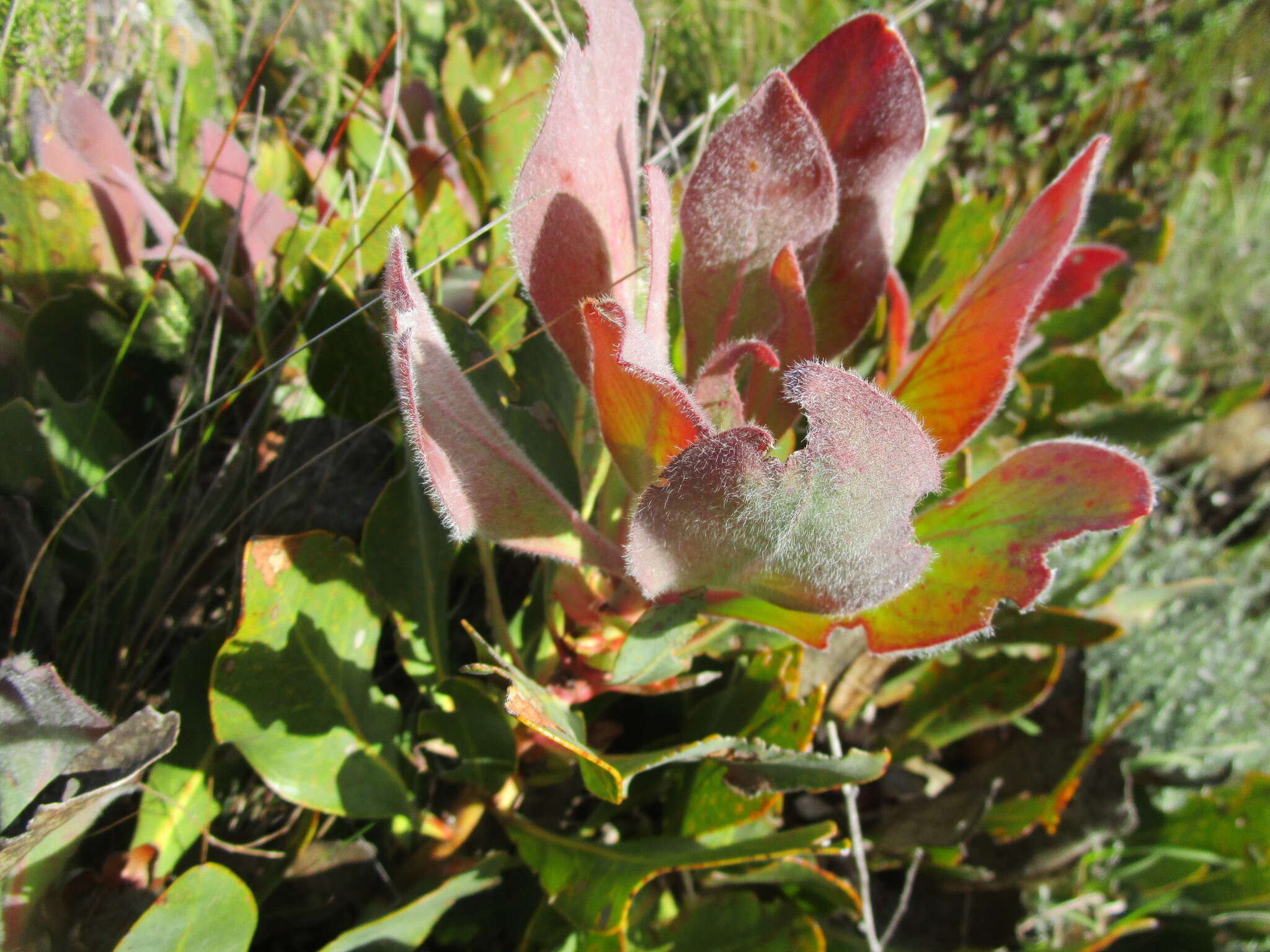 Imagem de Protea foliosa Rourke