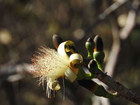 Pseudobombax ellipticum (Kunth) Dugand resmi