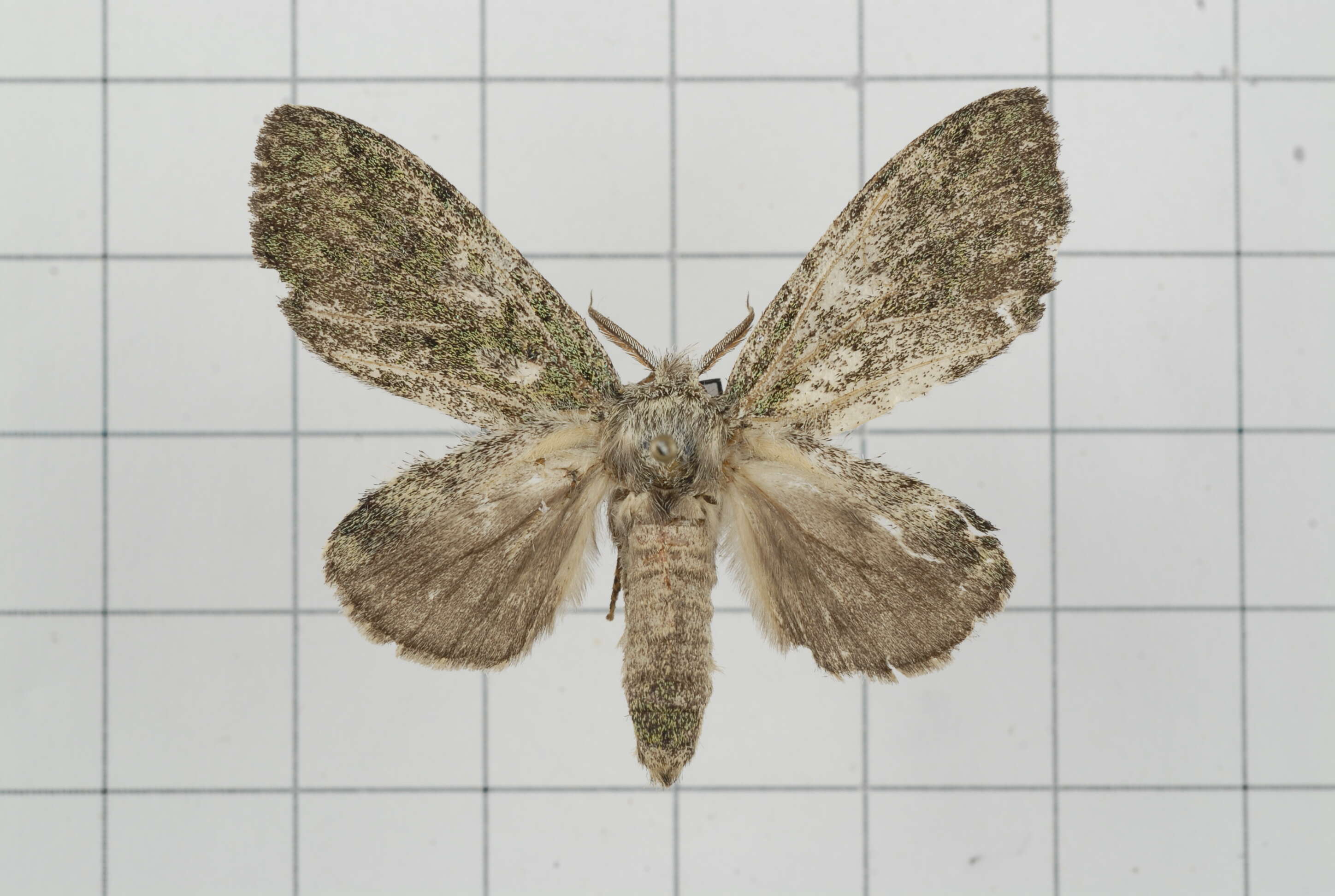 Image of Quadricalcarifera viridipicta Wileman 1910