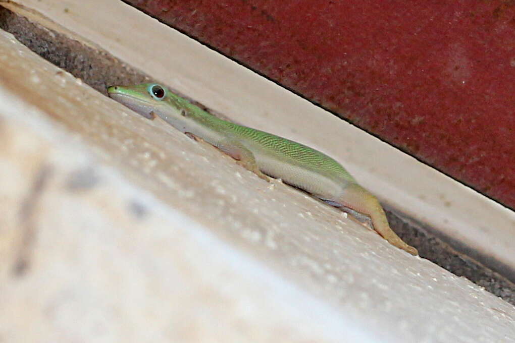 Plancia ëd Phelsuma abbotti Stejneger 1893