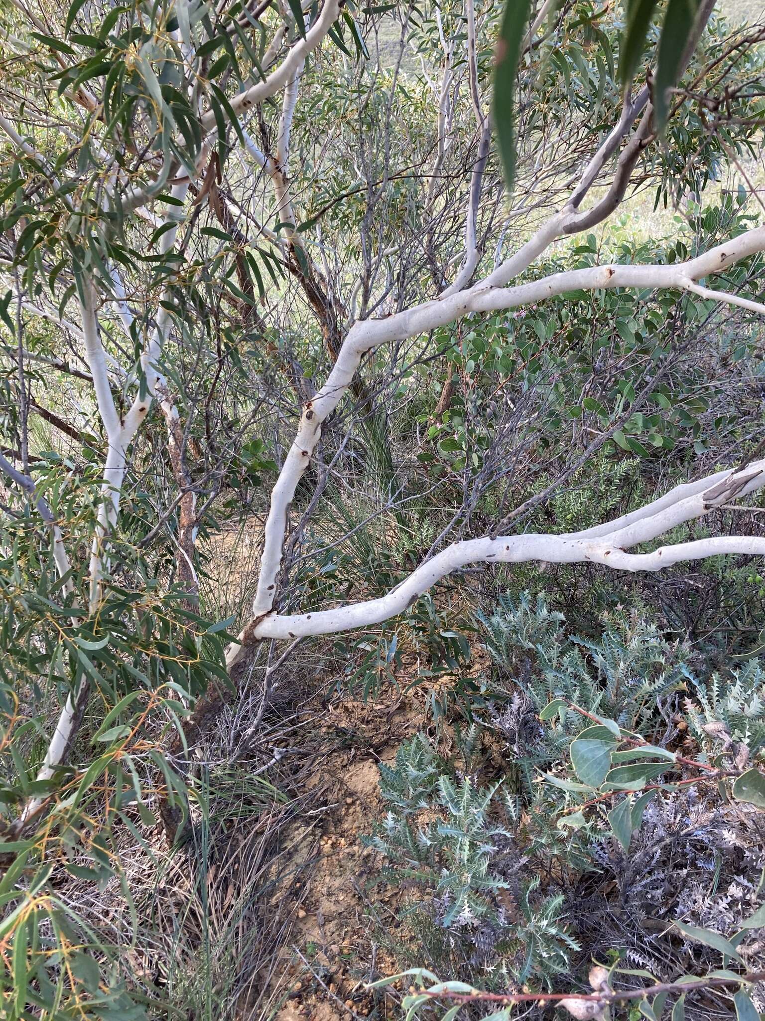 Image of Eucalyptus suberea M. I. H. Brooker & S. D. Hopper