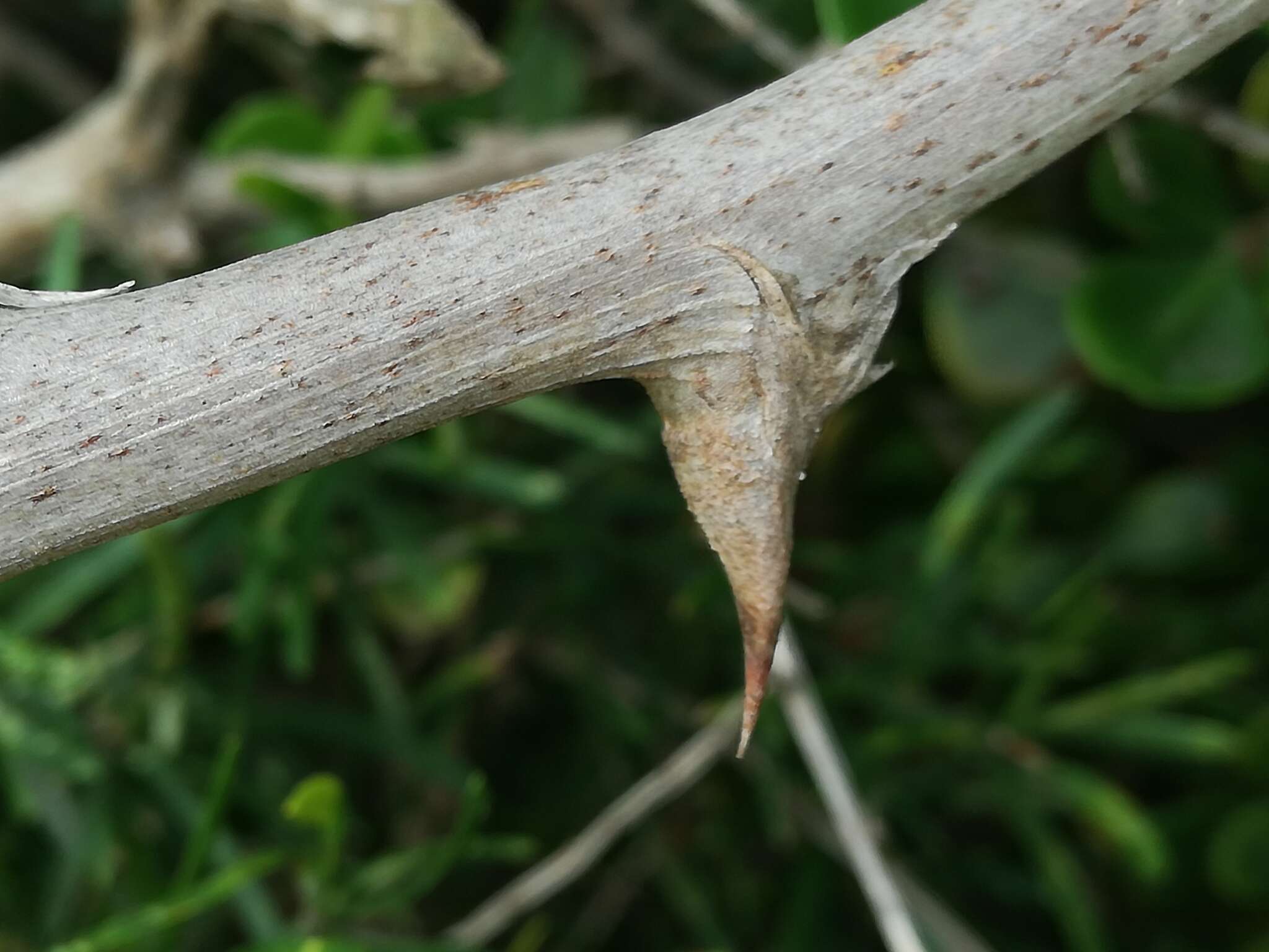 Image of Sprenger's Asparagus