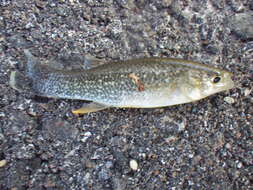 Image of Gulf Killifish