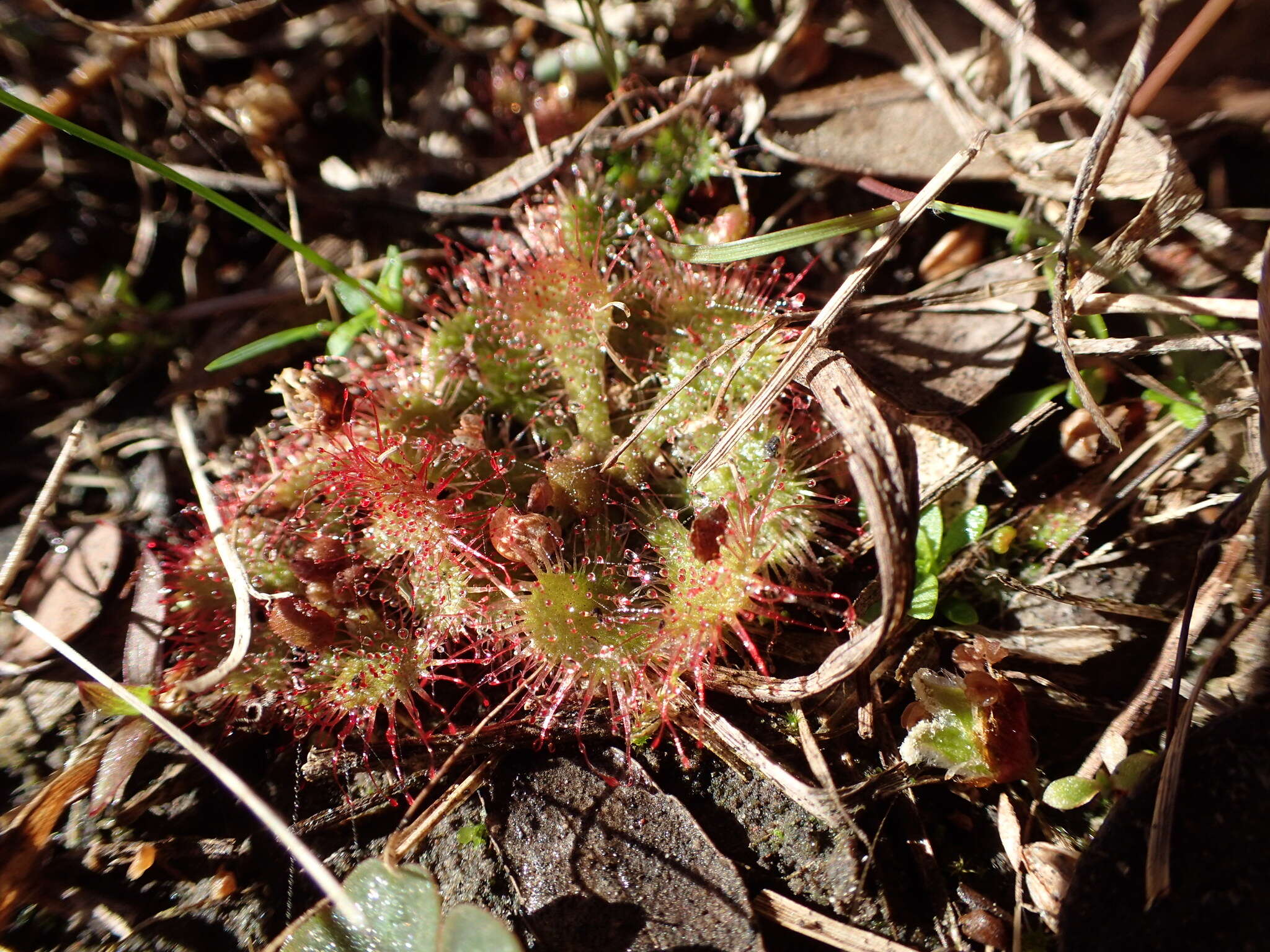 Image of dwarf sundew