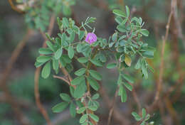 Image de Tephrosia purpurea (L.) Pers.