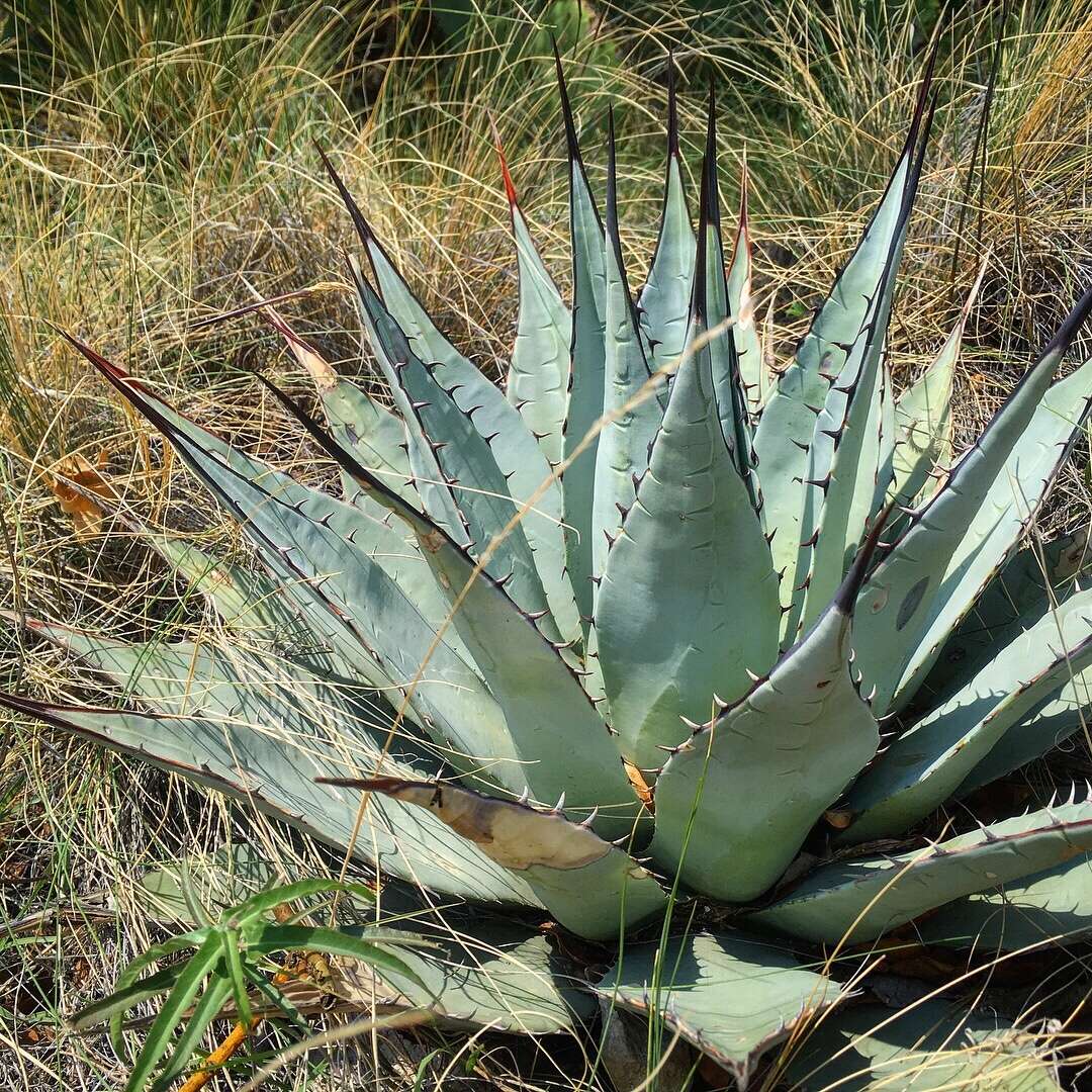 Image de Agave parryi subsp. neomexicana (Wooton & Standl.) B. Ullrich